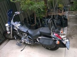 Honda Vt750c Shadow