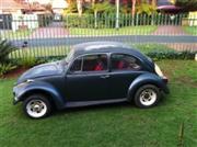  Beetle