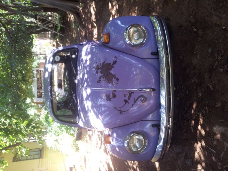  Beetle